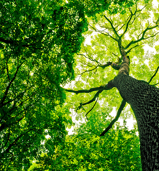 Wald